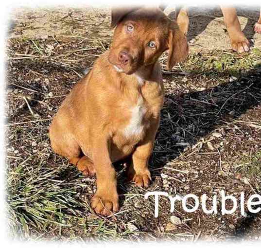 Photo of Trouble