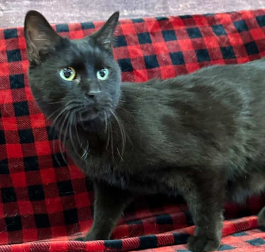 Photo of Carlito (kipper)