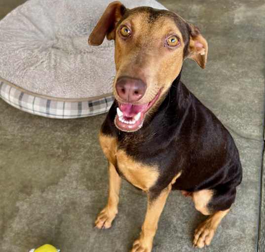 Photo of Canela