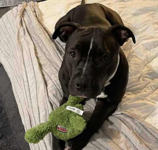 Photo of Bonnie