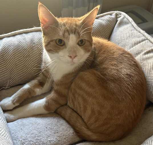 Photo of Mango