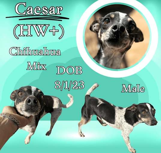 Photo of Caesar