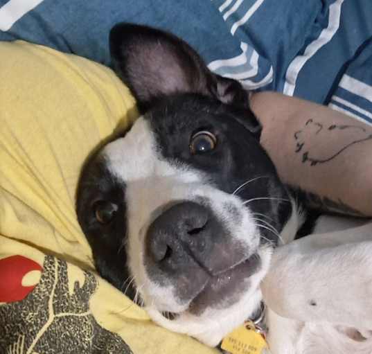 Photo of Luna