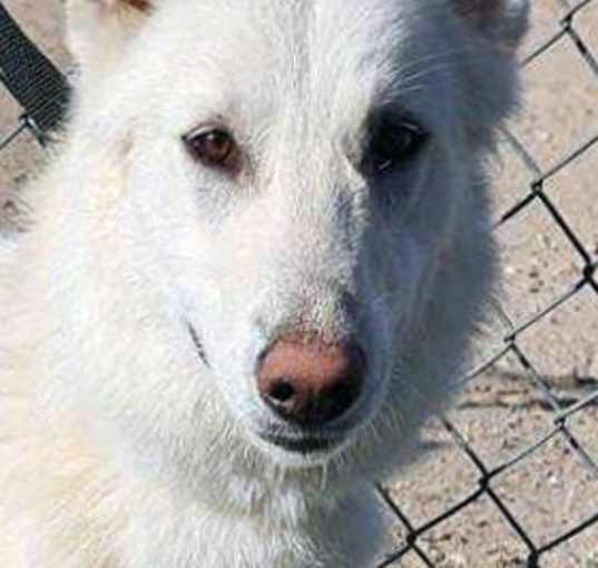 Photo of Starsky