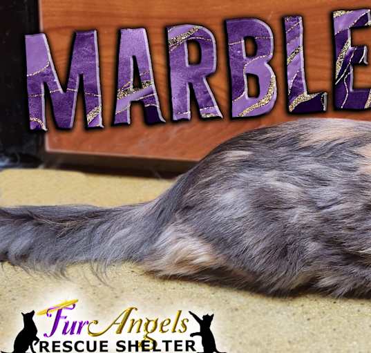 Photo of Marble