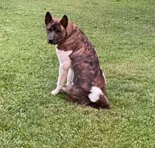 Photo of Tank