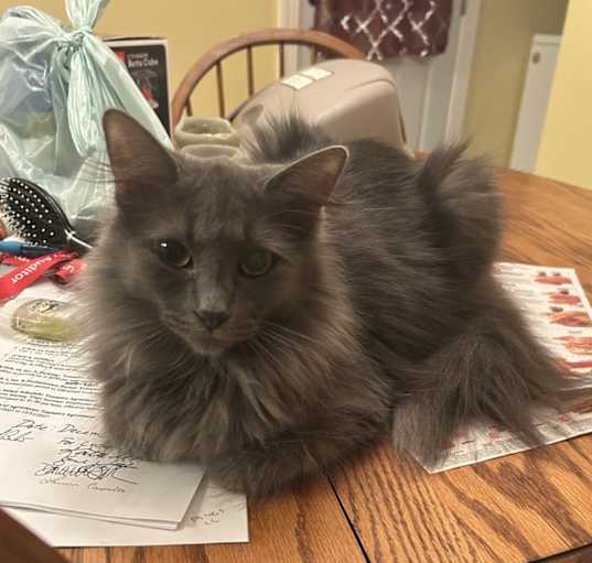 Photo of Kitty