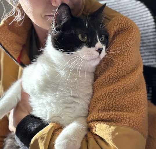 Photo of Toonces