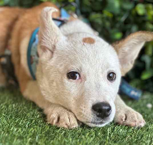 Photo of Baxter