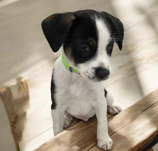 Photo of Leela