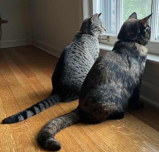 Photo of Moose and Goose