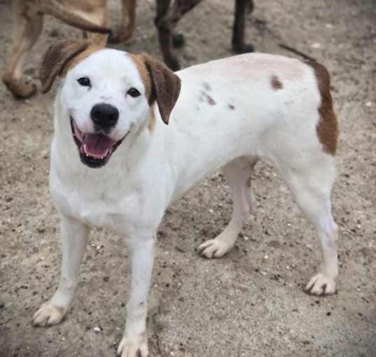 Photo of Posie
