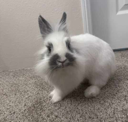 Photo of Barney