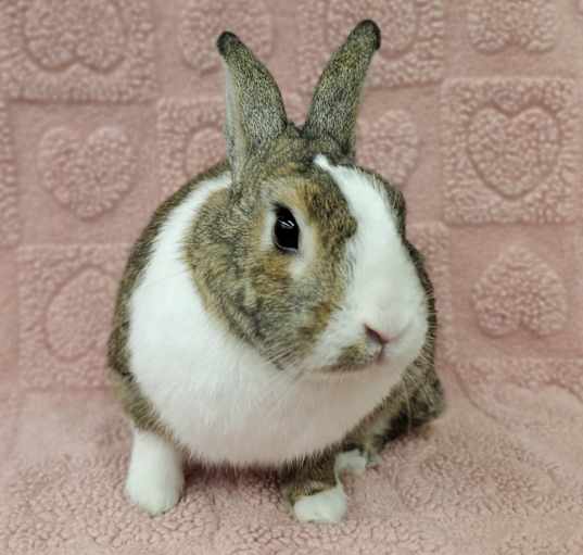 Photo of Feta