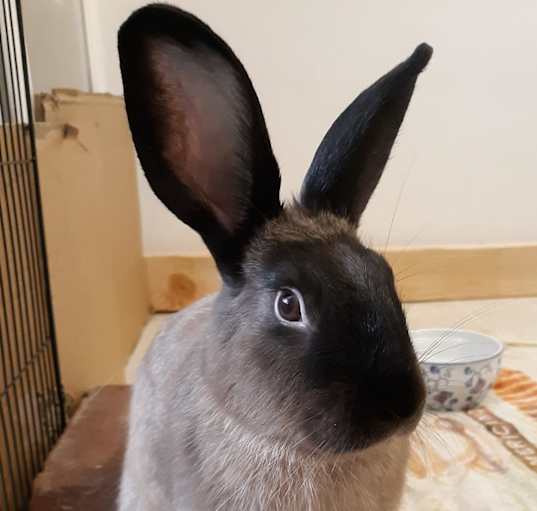 Photo of Penelope