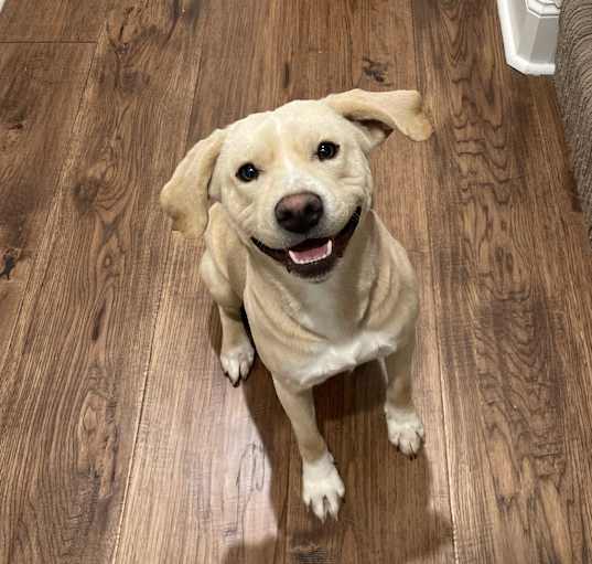 Photo of Opal