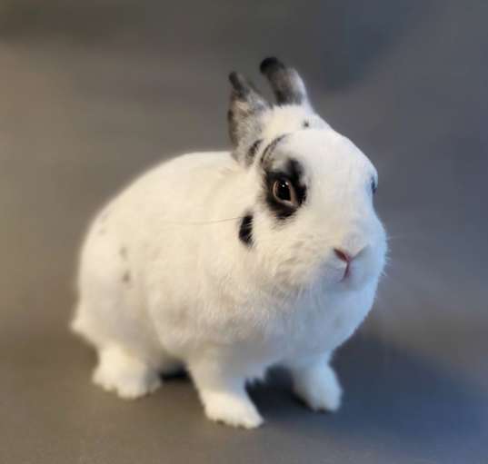 Photo of Diva
