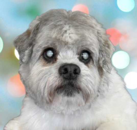 Photo of Pecan