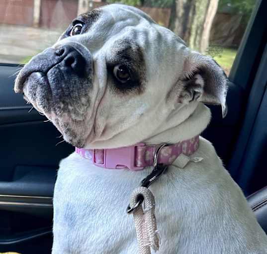 Photo of Millie