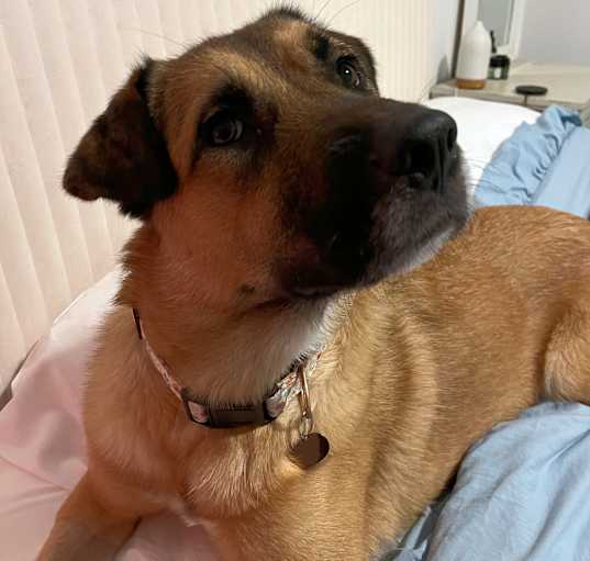Photo of Shiloh