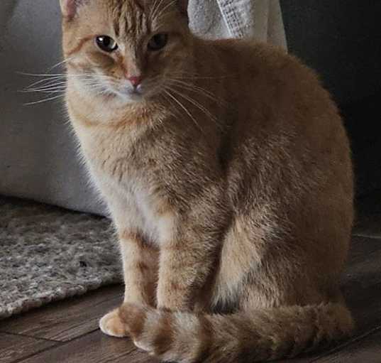 Photo of CLEMENTINE