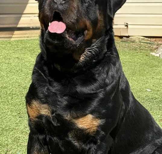 Photo of Remi