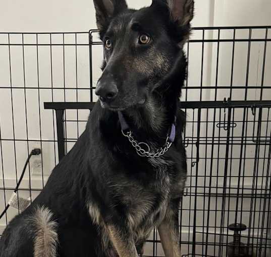 Photo of Kali