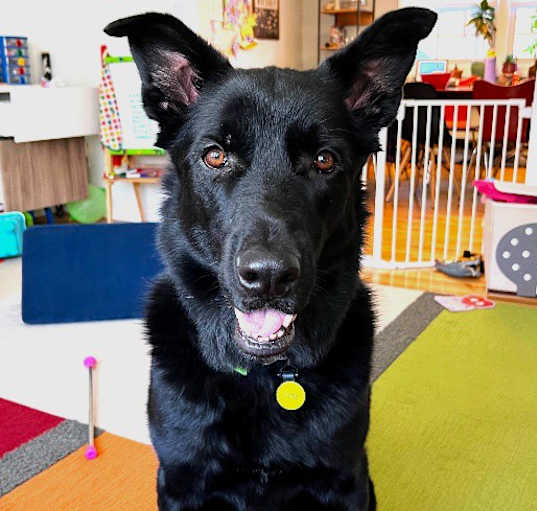 Photo of Toby