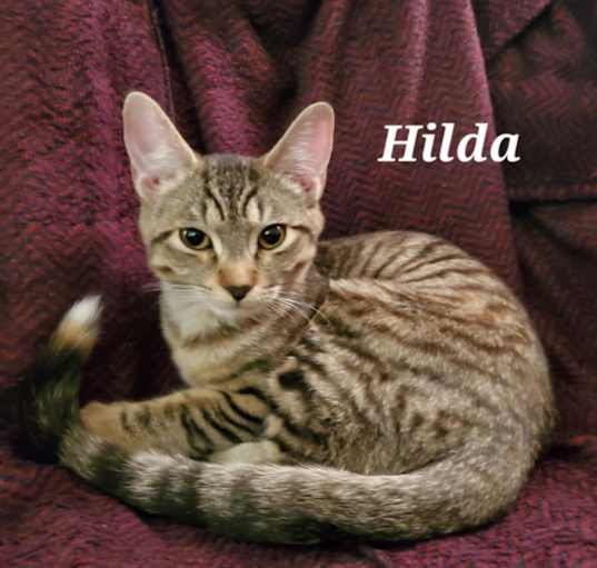 Photo of Hilda