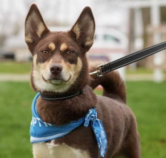 Photo of Gingerbread Gertie IN FOSTER - house trained, knows basic commands!