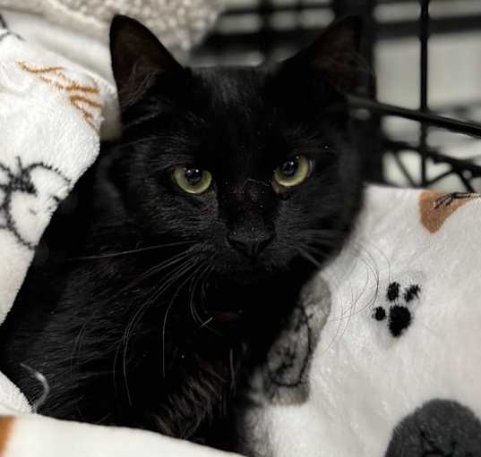 Photo of Thackery Binx