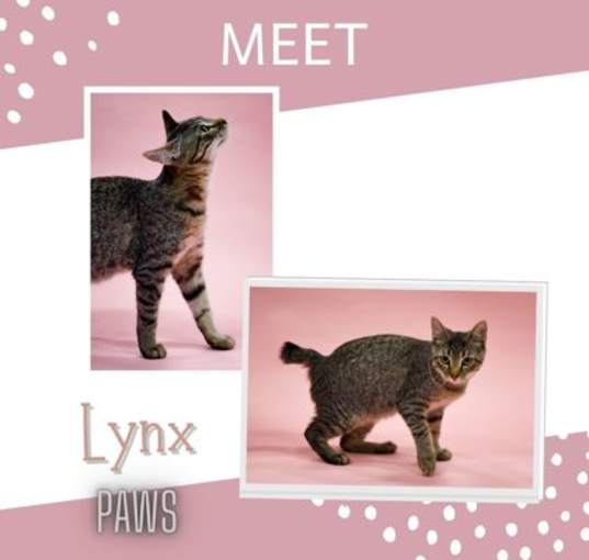 Photo of Lynx