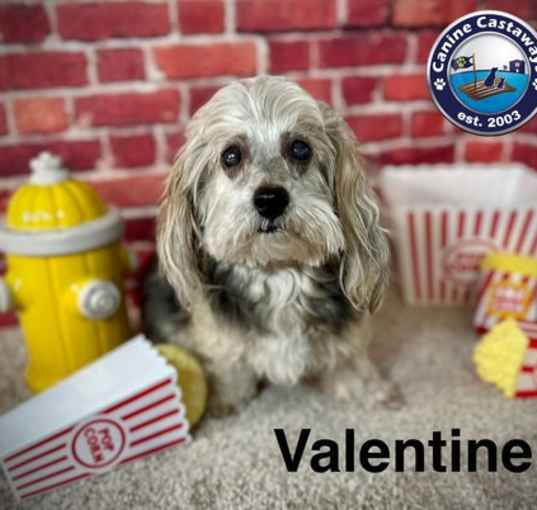 Photo of Valentine