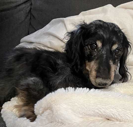 Photo of Max
