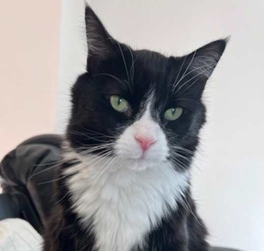 Photo of Bert