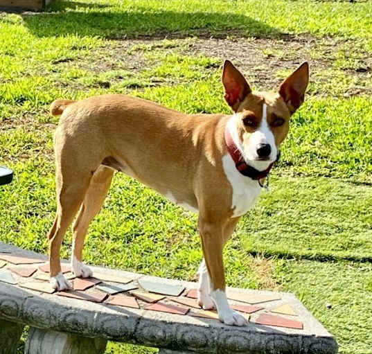 Photo of Shy