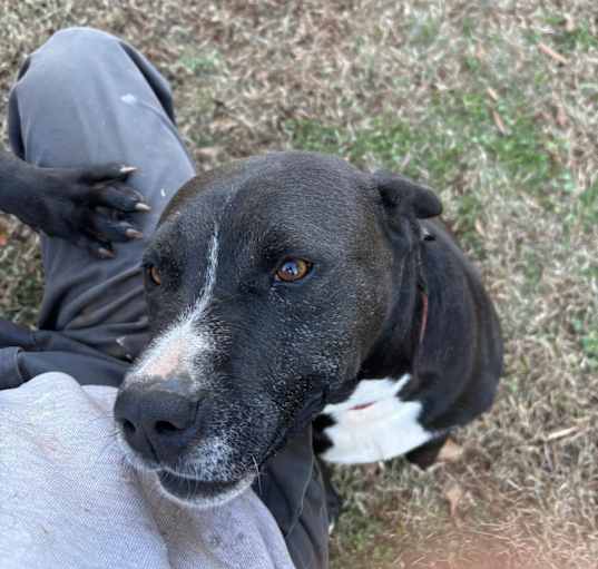 Photo of Chipper