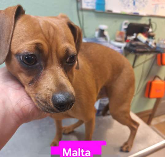 Photo of Malta