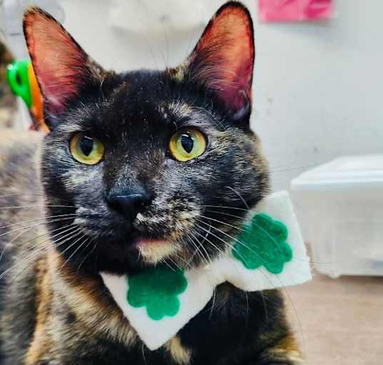Photo of Medley