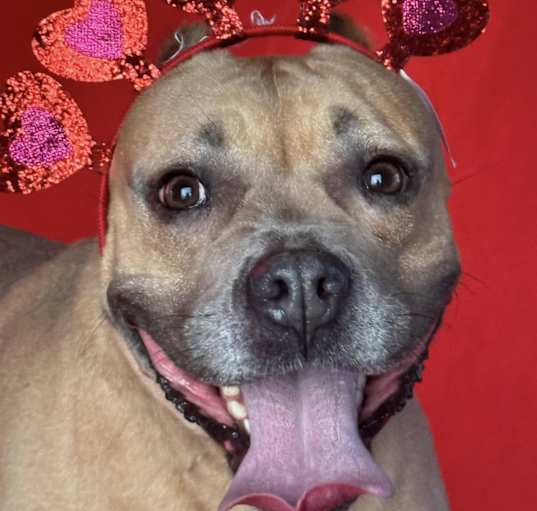 Photo of Lolipop