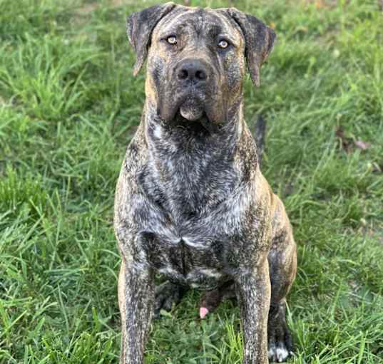 Photo of Boogie