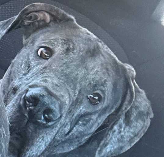 Photo of Merlin