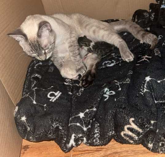 Photo of Chiquita