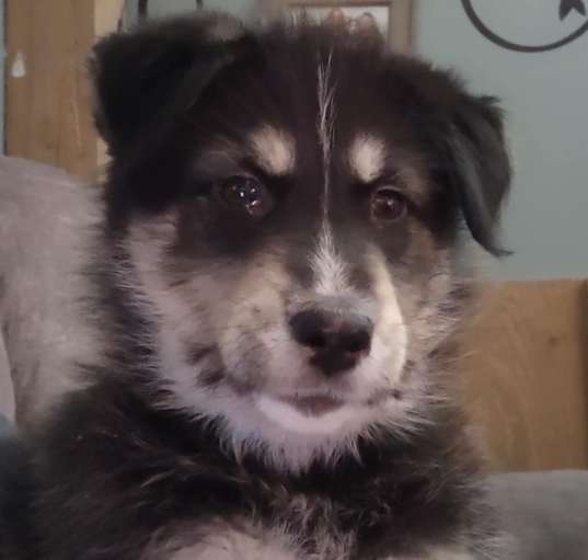 Photo of Henry (pending adoption)