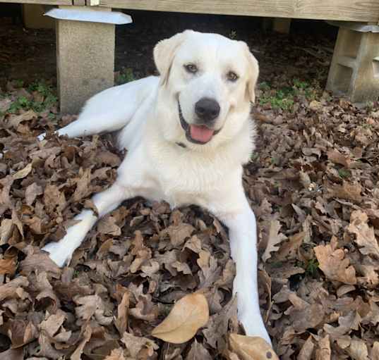 Photo of Tula