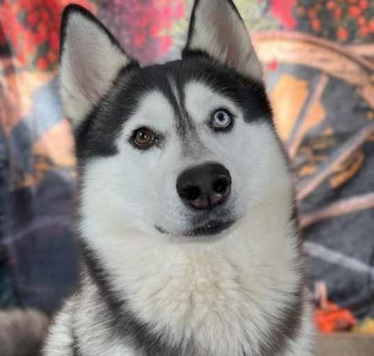 Photo of Dominic