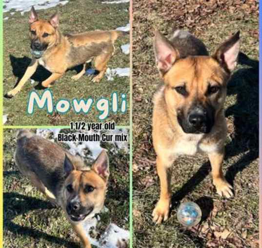 Photo of Mowgli