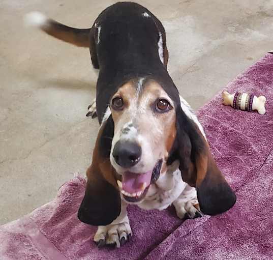 Photo of Rambo