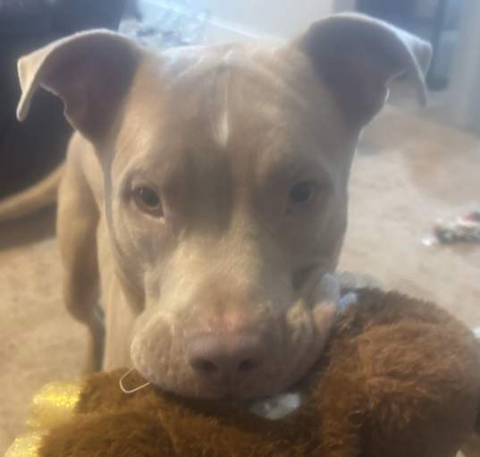 Photo of Scrappy
