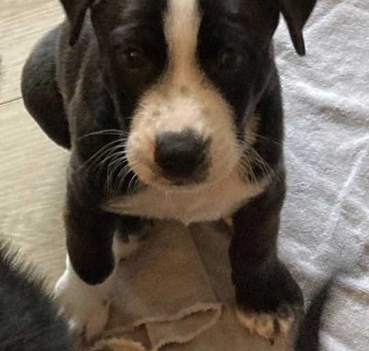 Photo of Buster